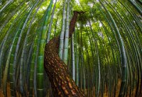 204 - BAMBOO GROVE - RYU SHIN WOO - korea, republic of <div